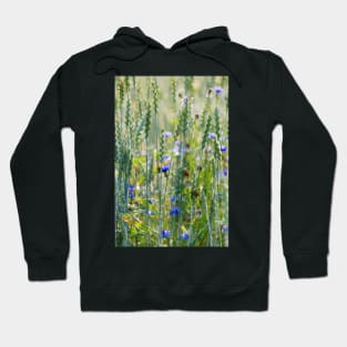 Cornflowers in a wheat field Hoodie